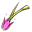 Hibiskusglocke+0