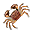 Königskrabbe