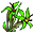 Nordwindblüte
