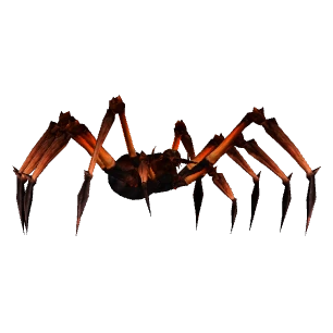 Zodiak-Giftspinne